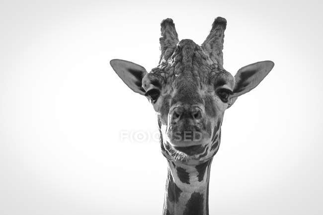 Foto em preto e branco da girafa olhando para a câmera durante o dia — Fotografia de Stock