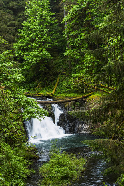 Twin Falls, One of the Smaller Waterfalls At Silver Falls State Park; Silverton, Oregon, United States of America — стоковое фото