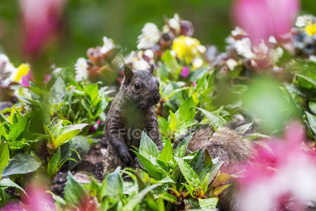 Una ardilla gris oriental (Sciurus Carolinensis) mirando hacia fuera de entre una cama de flores en Beacon Hill Park; Victoria, Columbia Británica, Canadá - foto de stock
