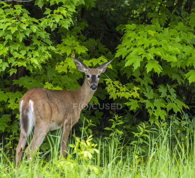 Veado em pé contra árvores sobre a grama e olhando para a câmera — Fotografia de Stock