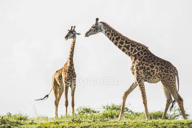Girafes debout sur le champ avec de l'herbe verte pendant la journée — Photo de stock