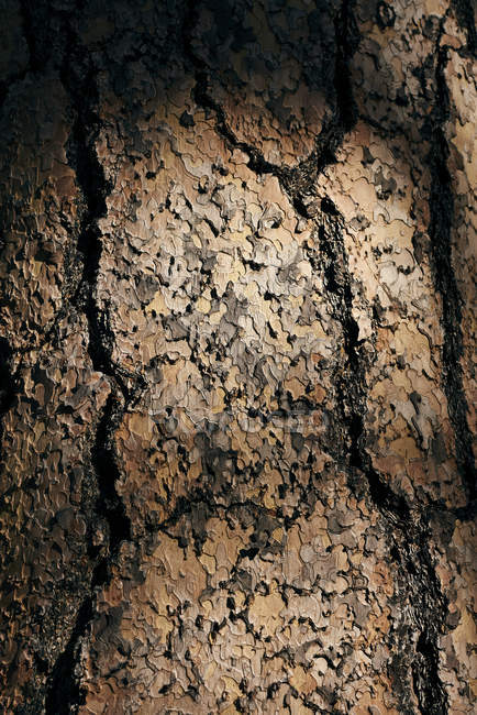 Головоломки дерево в плямистого світла, Еллісон озеро Провінційний парк; Британська Колумбія, Канада — стокове фото