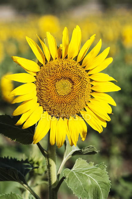 Blick auf Sonnenblumenpflanze auf Feld auf verschwommenem Hintergrund tagsüber — Stockfoto