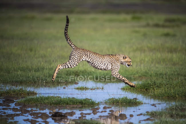 Side view of Gepard jumping over water at field with green grass — Stock Photo