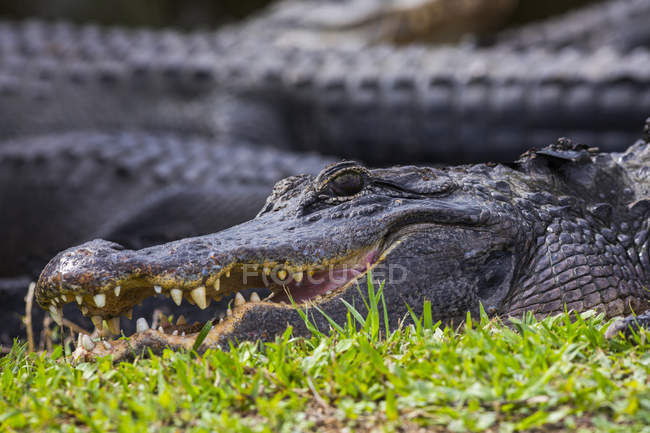 Крокодил с частично открытой челюстью, лежащий на зеленой траве с размытым фоном — стоковое фото