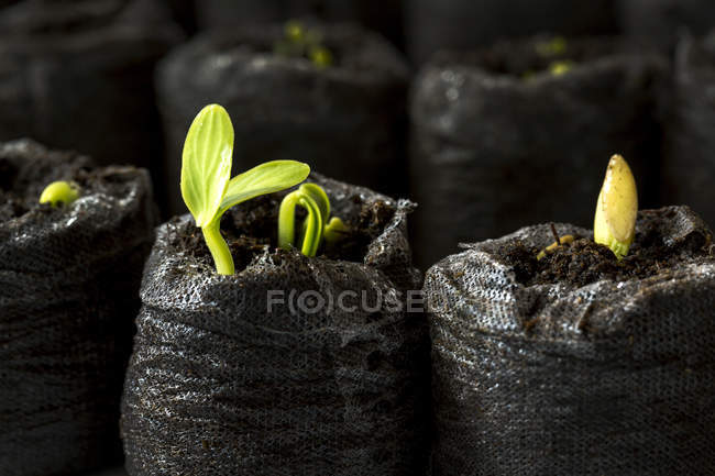 Primo piano di piantine di fagioli in un sacchetto di terreno; Calgary, Alberta, Canada — Foto stock