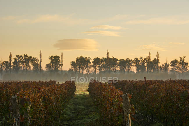 Nevoeiro de outono destaca o nascer do sol sobre uma vinha; Tunuyan, Mendoza, Argentina — Fotografia de Stock