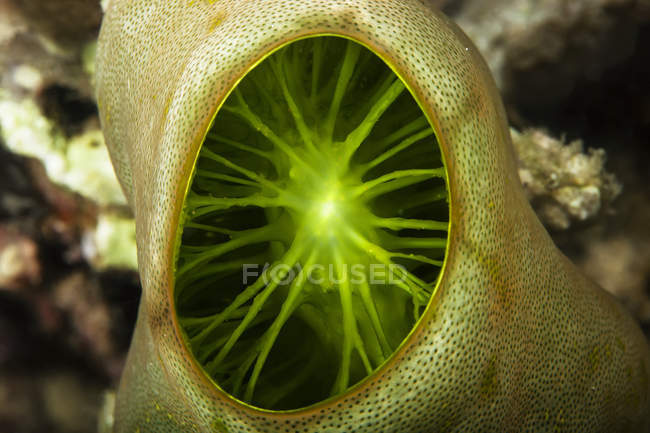 Vista di mare curioso palnt con struttura verde al suo interno — Foto stock