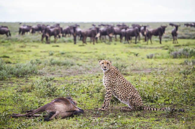 Löwin steht auf grünem Gras neben getöteter Beute mit anderen Tieren im Hintergrund — Stockfoto