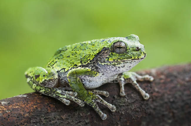 Зеленая лягушка сидит на земле с зеленым размытым фоном — стоковое фото
