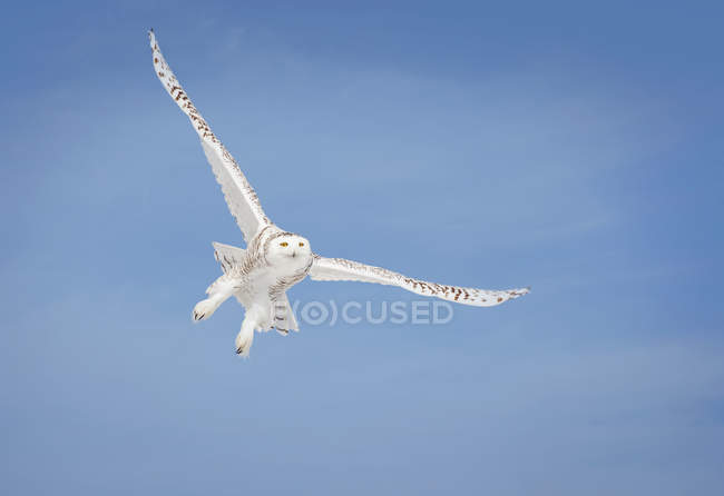 Snowy Owl (Bubo Scandiacus) In Flight; Saulte Saint Marie, Ontario, Canada — Stock Photo
