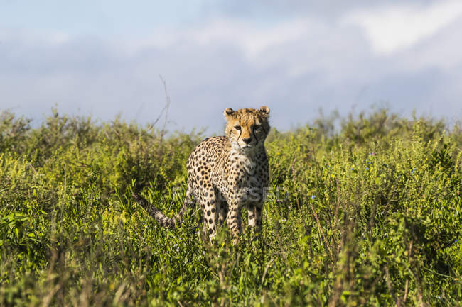 Gepard em pé sobre plantas verdes e olhando para a câmera — Fotografia de Stock