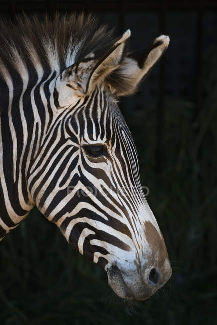 Side view of zebra head on black background — Stock Photo | #176556912