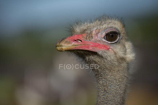 Vista lateral de la cabeza de avestruz sobre fondo borroso durante el día - foto de stock