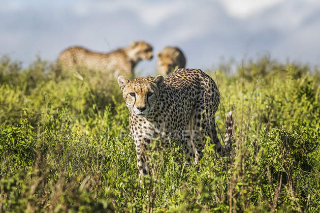 Gepards стоячи у високій траві денний час — стокове фото