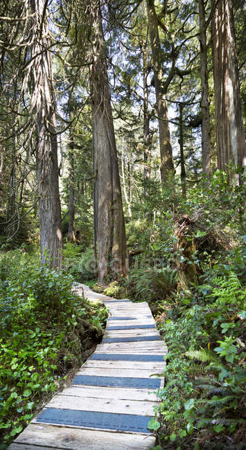 Promenade en bois dans la forêt contre les arbres pendant la journée — Photo de stock