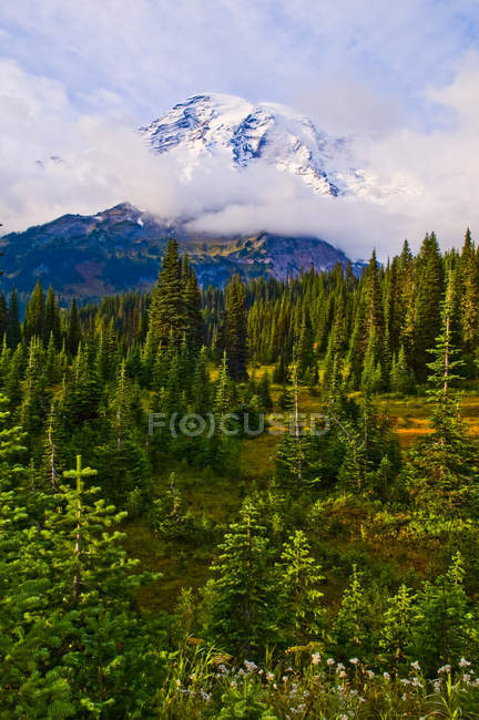 Mount Rainier e alberi in primo piano, Mount Rainier National Park; Washington, Stati Uniti d'America — Foto stock