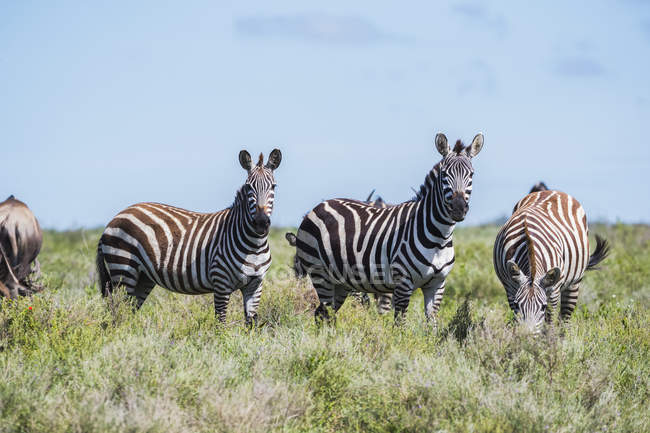 Zebras em pé em uma fileira no campo com plantas verdes durante o dia — Fotografia de Stock