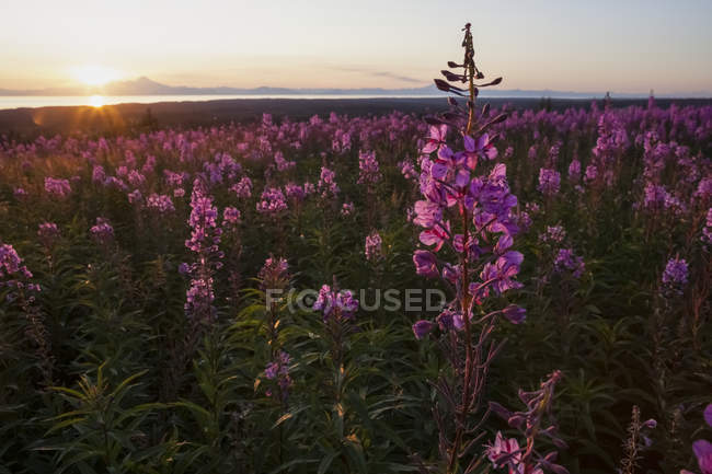 Champ d'herbe à feu (Chamaenerion Angustifolium) au coucher du soleil ; Alaska, États-Unis d'Amérique — Photo de stock