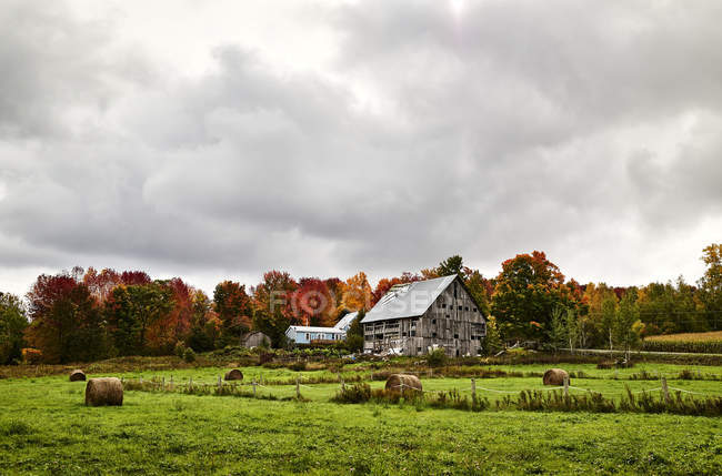 Fardos de celeiro e feno em um campo com uma floresta colorida de outono; Dunham, Quebec, Canadá — Fotografia de Stock