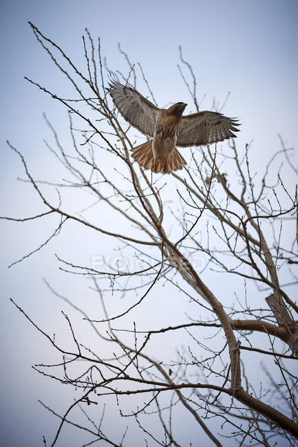 A Red Hawk Flies From A Tree Against A Clear Sky, Tommy Thompson Park ; Toronto (Ontario), Canada — Photo de stock
