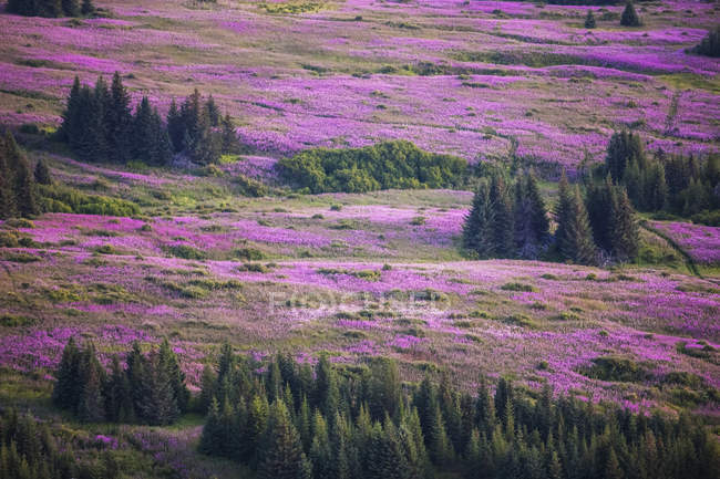 Field Of Fireweed (Chamaenerion Angustifolium); Аляска, США — стоковое фото