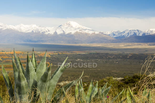 Cactus in primo piano di una pianura desertica che si estende verso le montagne innevate in lontananza; Tupungato, Mendoza, Argentina — Foto stock