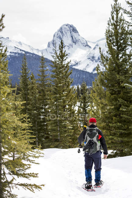 Мужчина Снегоступчик по покрытой снегом тропе вдоль покрытых снегом вечнозеленых деревьев с вершинами на заднем плане; Альберта, Канада — стоковое фото