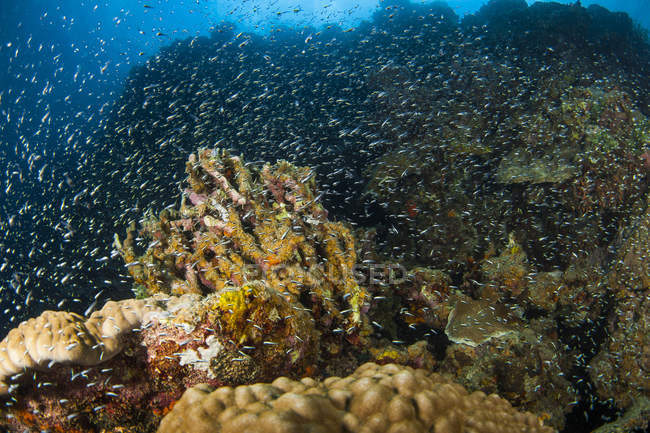 Scuola di pesce che nuota sotto acqua di mare sopra fondo marino con luce del sole dall'alto — Foto stock