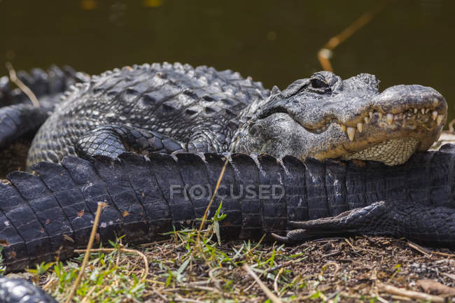 One crocodile laying on tail of another over grass — Stock Photo