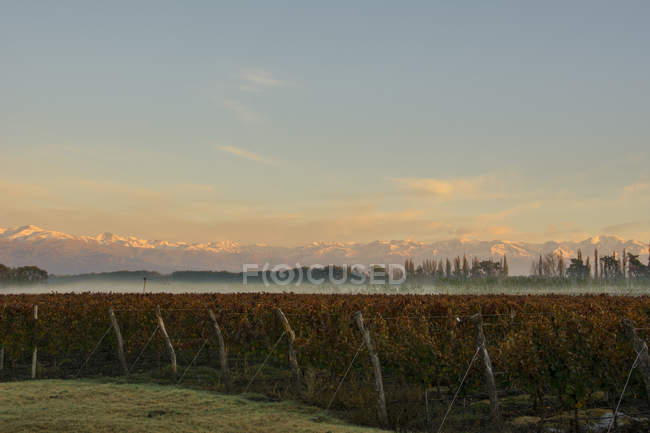 Le lever du soleil illumine les montagnes enneigées au loin tandis que le brouillard se dissipe sur un vignoble ; Tunuyan, Mendoza, Argentine — Photo de stock