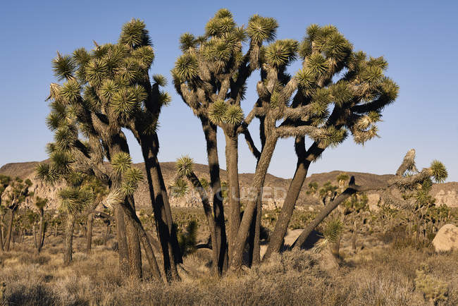 Joschua-Bäume (Yucca brevifolia) vor blauem Himmel, Joschua-Baum-Nationalpark; Kalifornien, Vereinigte Staaten von Amerika — Stockfoto