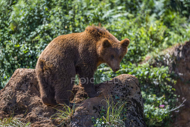 Urso marrom em pé no chão cercado por plantas durante o dia — Fotografia de Stock
