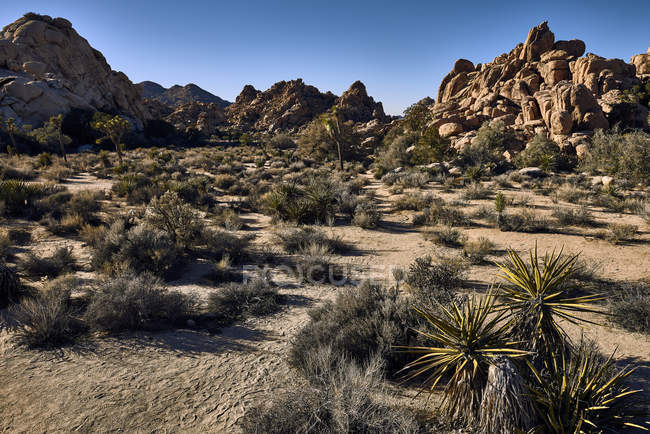 Vue du champ et des plantes avec des rochers au premier plan, parc national Joshua Tree ; Californie, États-Unis d'Amérique — Photo de stock