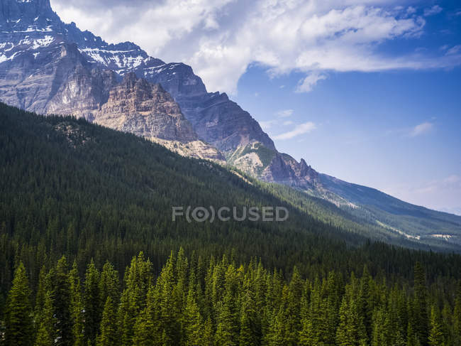 Foresta lussureggiante sul pendio sotto la montagna con cime innevate — Foto stock