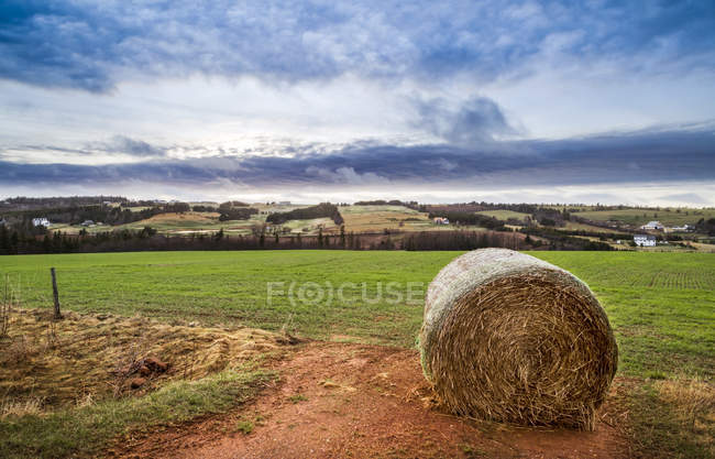 Hay stack on foreground over ground and green grass field on background — Stock Photo