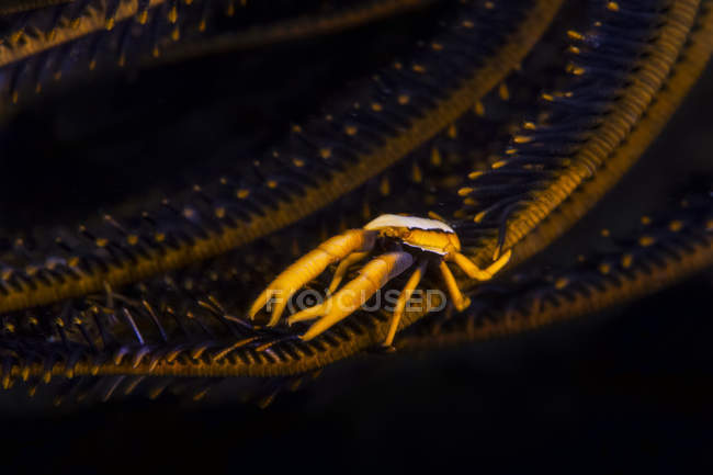 Vista lateral do caranguejo-do-mar passando por cima da planta do mar sob a água — Fotografia de Stock