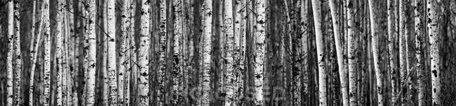 Alberi di betulla nella foresta; Thunder Bay, Ontario, Canada — Foto stock