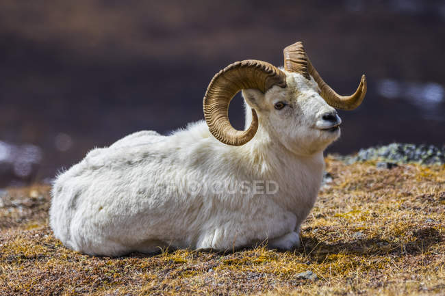 Овца Бигхорн лежала на земле днем — стоковое фото