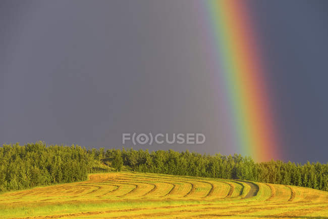 Vista del arco iris sobre el campo de hierba verde rural con árboles durante el día - foto de stock