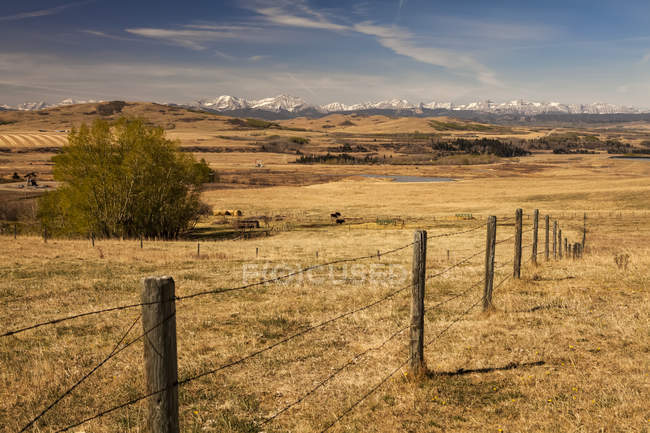 Beef Cattle In Pasture; Canmore, Alberta, Canada — Stock Photo