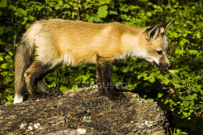 Seitenansicht des Fuchses, der tagsüber gegen Pflanzen über den Boden läuft — Stockfoto