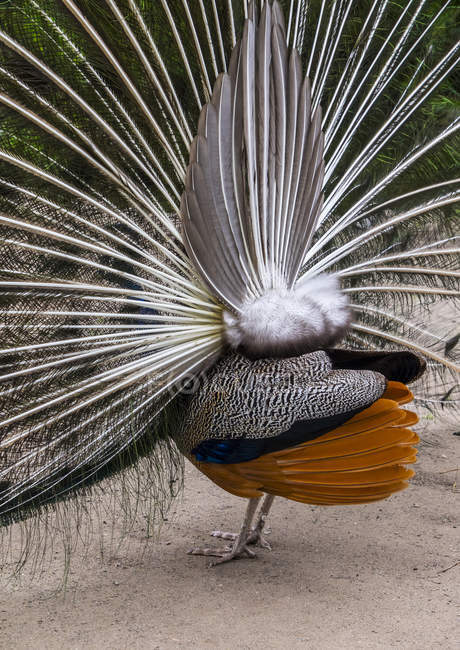 Un pavo real que pone en una exhibición de apareamiento, visto desde atrás; Victoria, Columbia Británica, Canadá - foto de stock