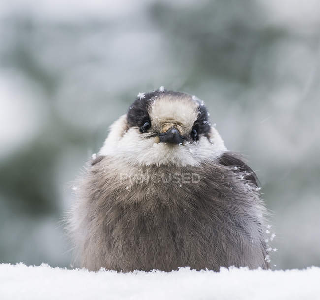 Uccello nella neve sulle piume seduto e guardando la fotocamera — Foto stock
