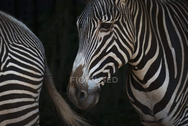 One zebra staning close to another one animal on black background — Stock Photo