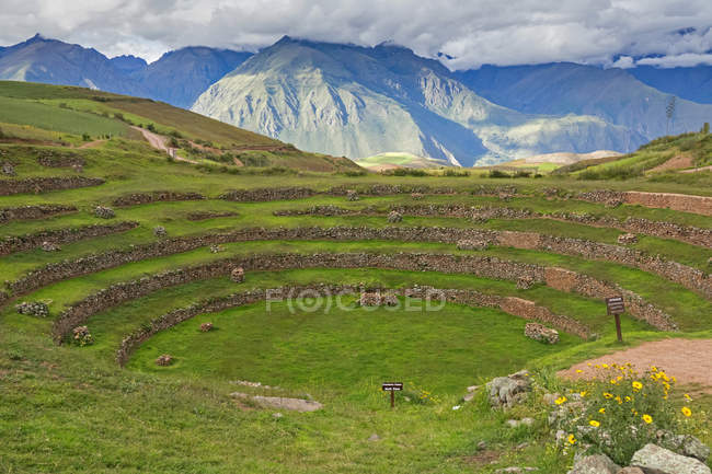 Grande valle verde erba con montagne con cime innevate sullo sfondo — Foto stock