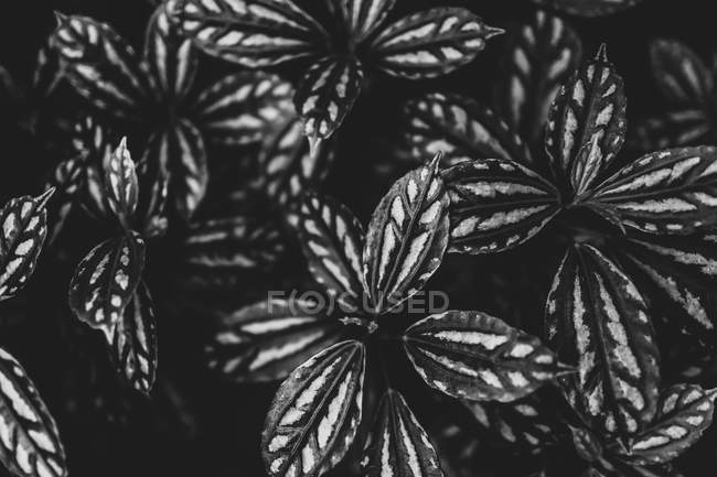 Foto in bianco e nero di fiore con petali aperti su sfondo scuro — Foto stock