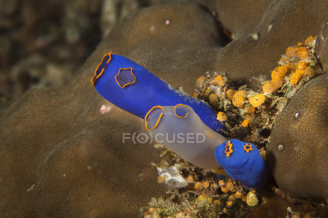 View of blue underwater fish over sea floor — Stock Photo