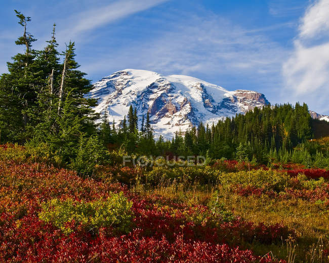 Mount Rainier And An Autumn Coloured Meadow, Mount Rainier National Park; Washington, United States of America — стоковое фото