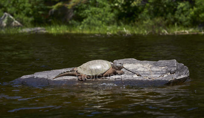Una tortuga quebrada (Chelydra Serpentina) descansa sobre una roca en el agua, Parque Provincial Algonquin; Ontario, Canadá - foto de stock